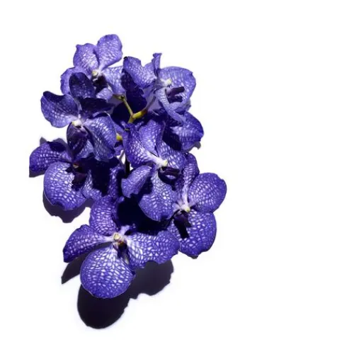 Fashion Aceite De Orquidea Azul Aceites Para El Rostro